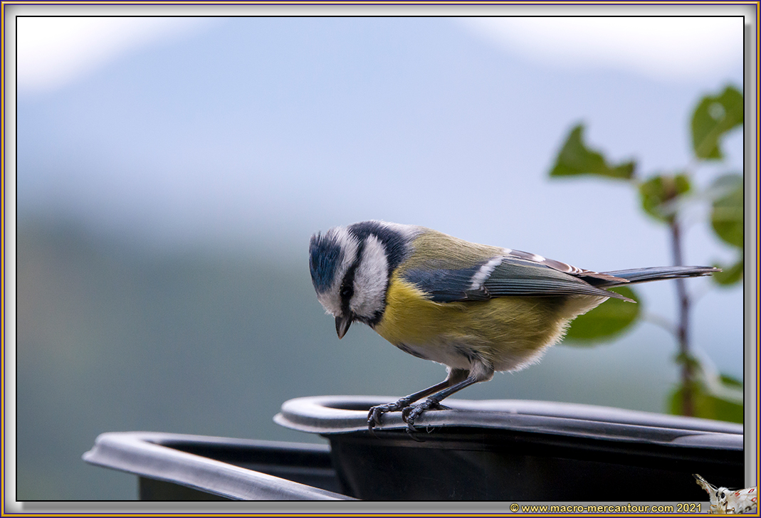Mésange Bleue